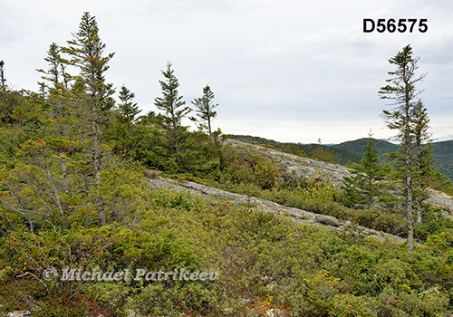 Eastern Canadian boreal forests